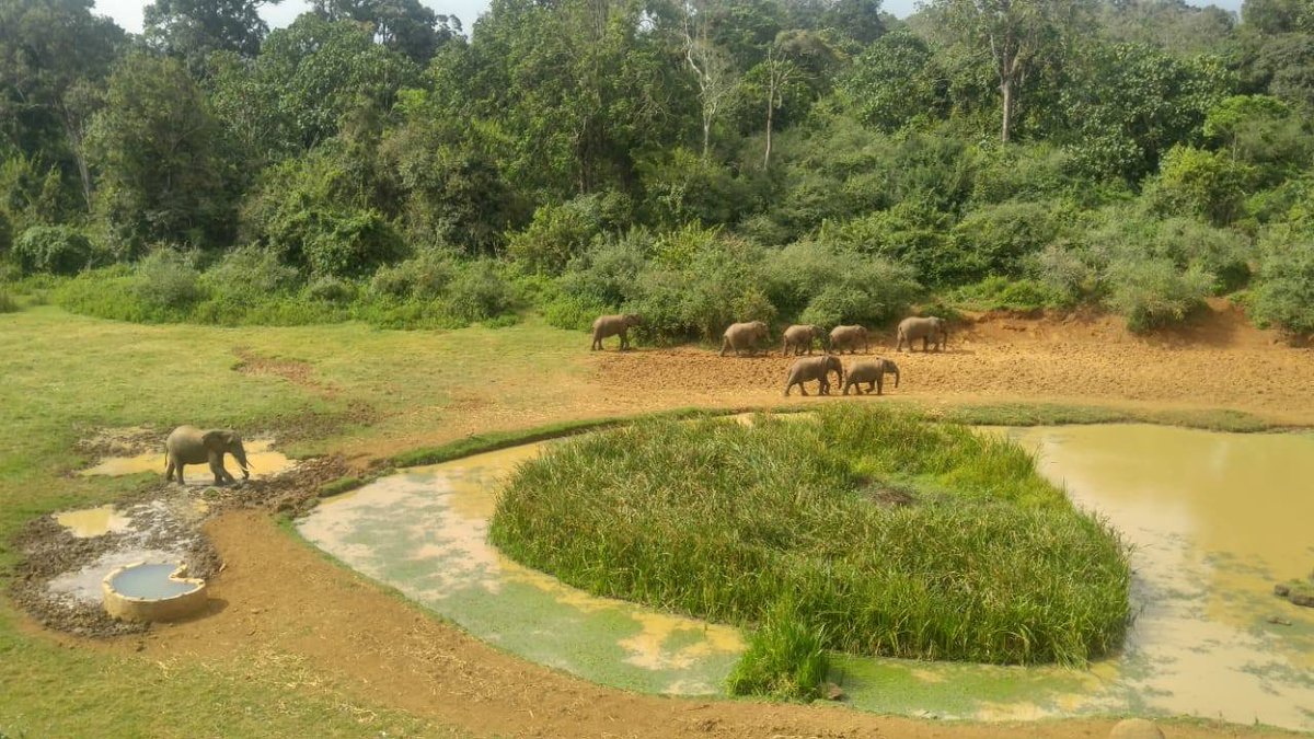 goplacesdigital's tweet photo. It's elephant time at #GoSerenaMountainLodge. Elephants emerge from the think of #MtKenya Forest to stop for a drink at the water hole @serenahotels #GoSerena @MagicalKenya @TembeaAfrica @tunajibu @fhersy @Min_TourismKE @kwskenya #GoKWS #elephants https://t.co/YMTAmGF3yI