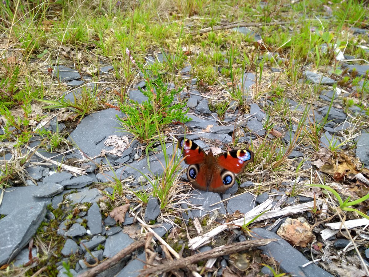 TheBDO's tweet photo. We think we are the only species to see beauty yet here, this was developed for #butterfly eyes. Similarly #wildflowers' beauty evolved for insect eyes. We claim so much for ourselves and call it #anthromorphism when we acknowledge other beings who see like we do. https://t.co/yAZWklSXuu