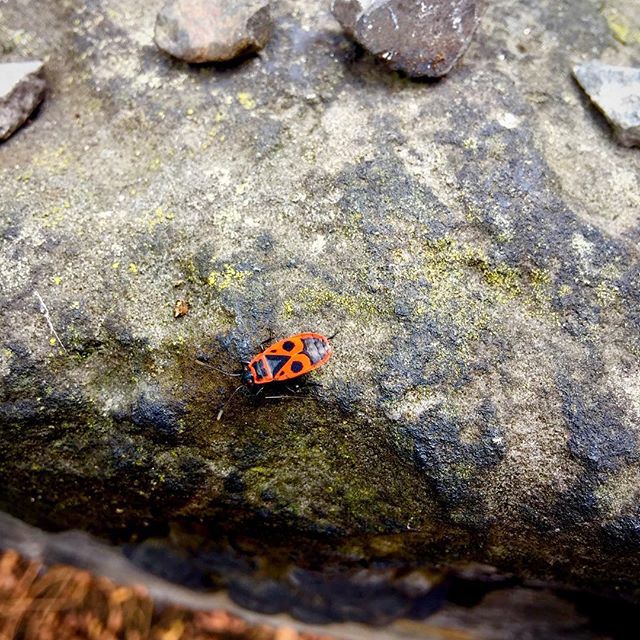 TSEd's tweet photo. Wandering among the gray ruins of the dead, there's life. #prague #bugsofinstagram https://t.co/9GIbjjHj8e https://t.co/PuADy42aOH