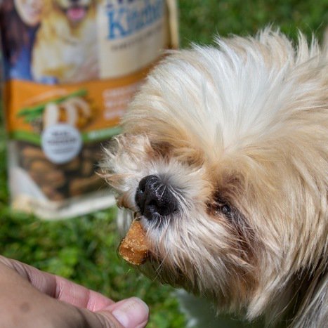 DebiTalks's tweet image. Are you ready to add a fur baby to your life? Dogs make a great addition to a family. There are a few things that you need to know before adding a dog to your family. #ad @walmart #pets #dog #puppy #pup #cute #eyes #dogs_of_instagram #pet #petstagram #do… ift.tt/2vHTVif