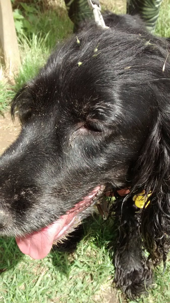 h_power1's tweet image. 12 puzzle caches collected in the woods today little bit muddy after the rain but a nice circuit with the family and doggles. Deseeding may be in order Poppy @GoGeocaching @LiveGeocaching @Geocaching_Pics #geocaching #puzzlecache #mud