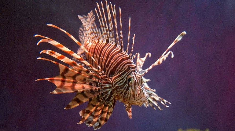 Longing to learn about Lionfish? The #OsoBayWetlandsPreserve & Learning Center is hosting an EcoExpert: Lionfish! program. The program is FREE, call to reserve a spot. Thursday, August 16 6pm. bit.ly/2MFL2w9