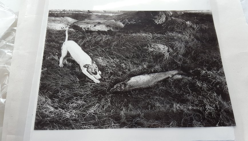 Photo Lithography One-Day Course led by Charmaine Watkiss, Sat 15 Sept:
Using your own photographs enjoy experimenting with transparent and opaque colours on the offset press. No litho experience necessary but basic computer skills helpful.
bit.ly/2MeiBt7
#course #print