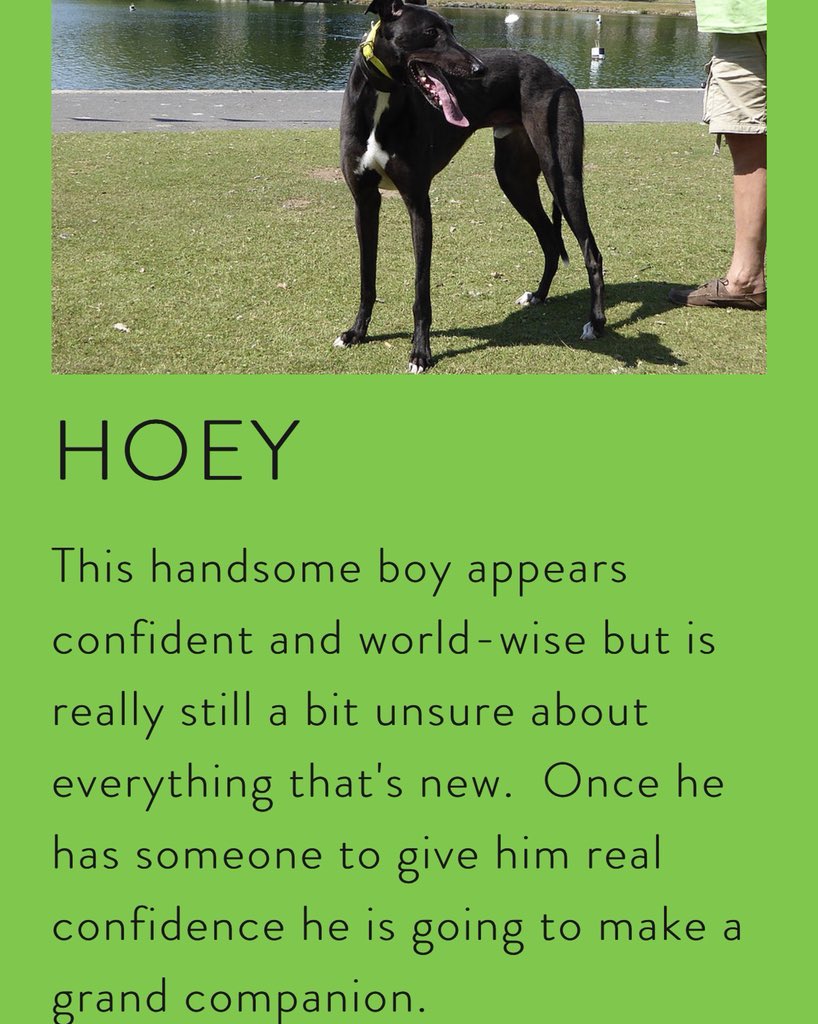 gtwestyorks's tweet photo. To find out more about our greyhounds then please contact 
KATH - 01484 865280 or 07723 027995
Or SUE - 01977 704155 or 07402 732306 https://t.co/xAHJVR6YqL