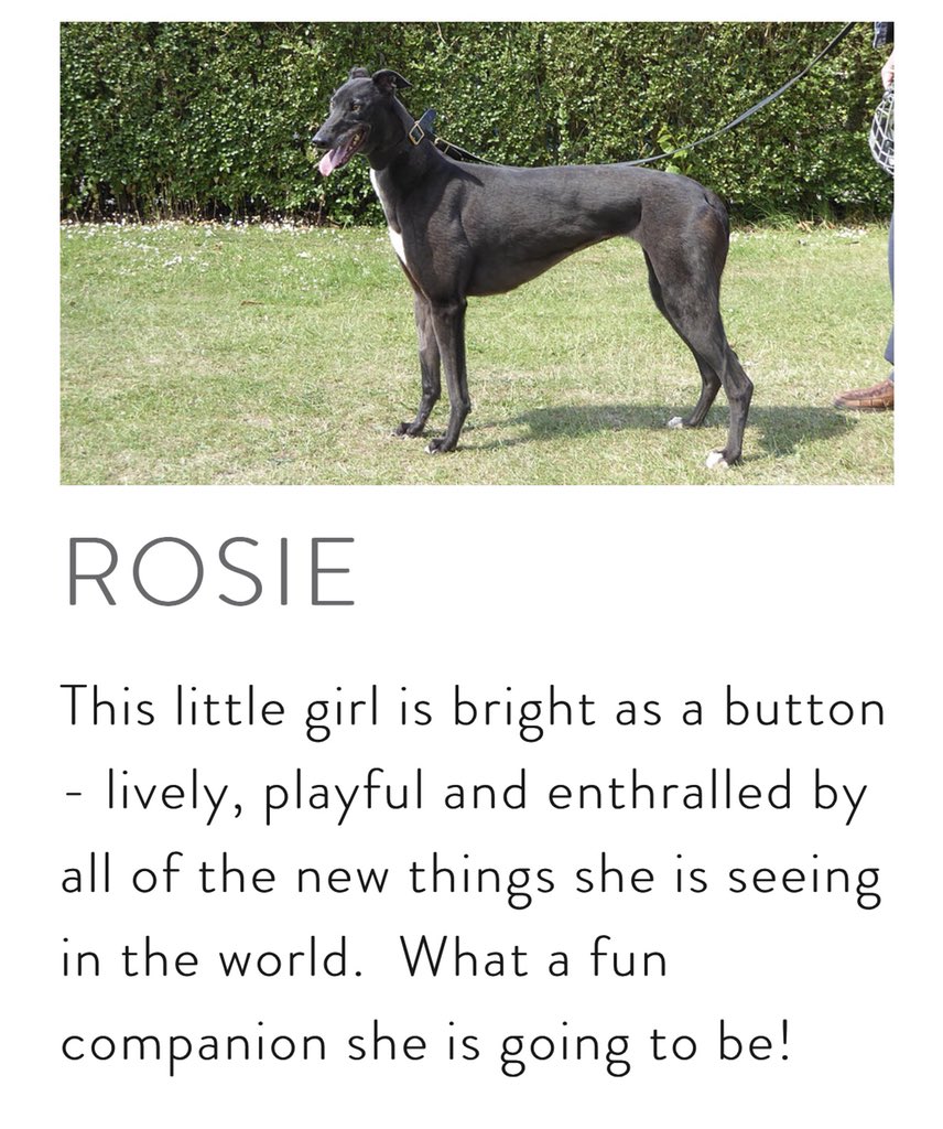 gtwestyorks's tweet photo. To find out more about our greyhounds then please contact 
KATH - 01484 865280 or 07723 027995
Or SUE - 01977 704155 or 07402 732306 https://t.co/cKfbEqEbWd