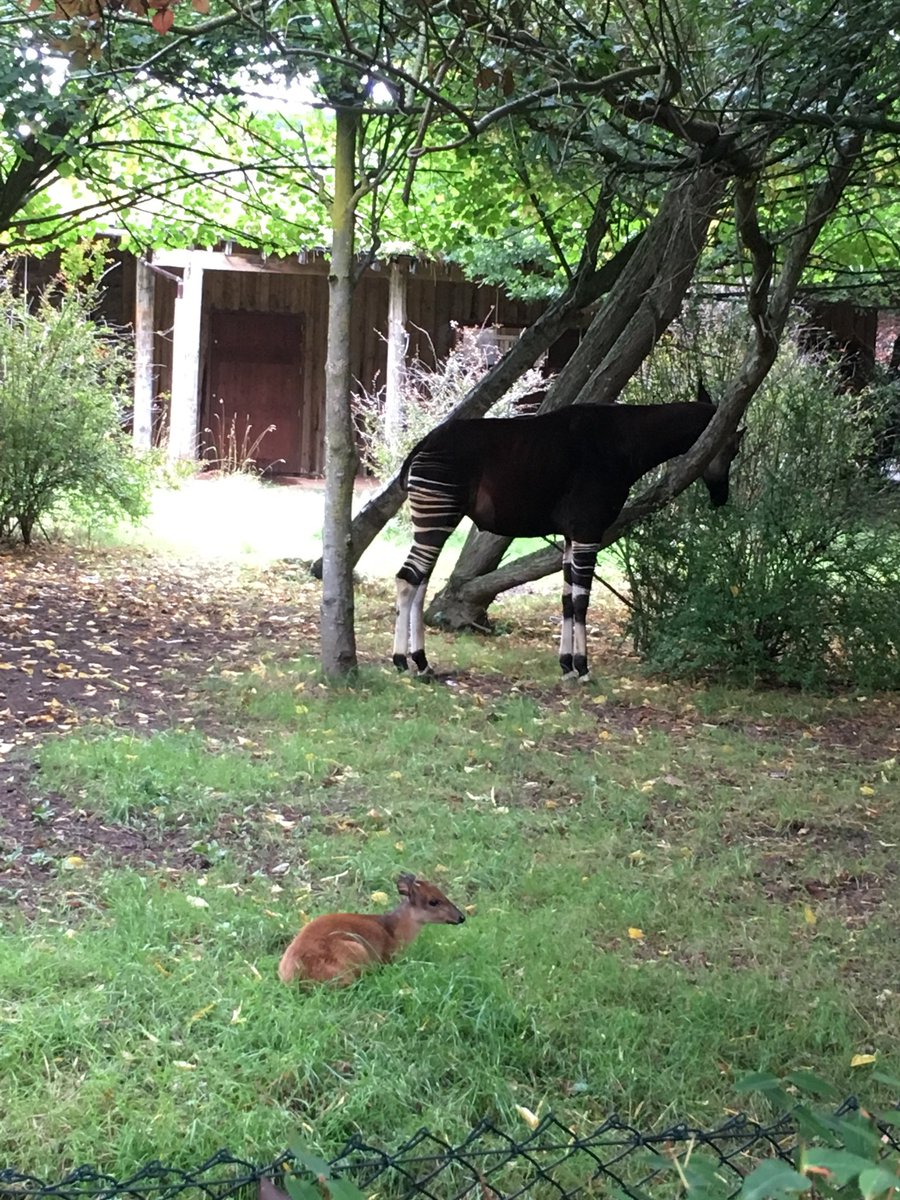 AndyBunting26's tweet photo. Such an amazing day @chesterzoo https://t.co/KDeU4OErYj