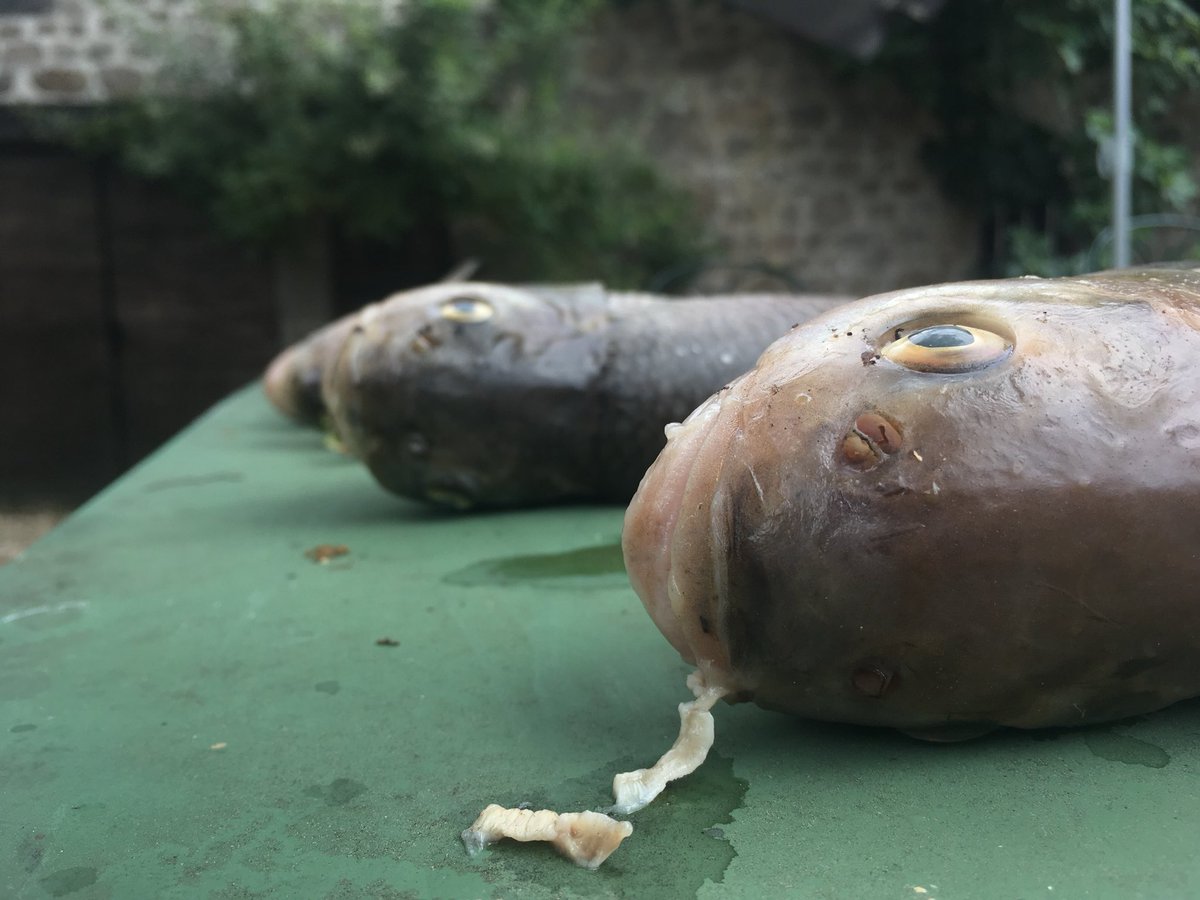 H_Lemonier's tweet photo. #Pollution en #Corrèze : un particulier a ramassé près de 10 kilos de poissons morts dans la Montane. Un petit coin de paradis asphyxié par un produit industriel https://t.co/MQZ7fAZUkG