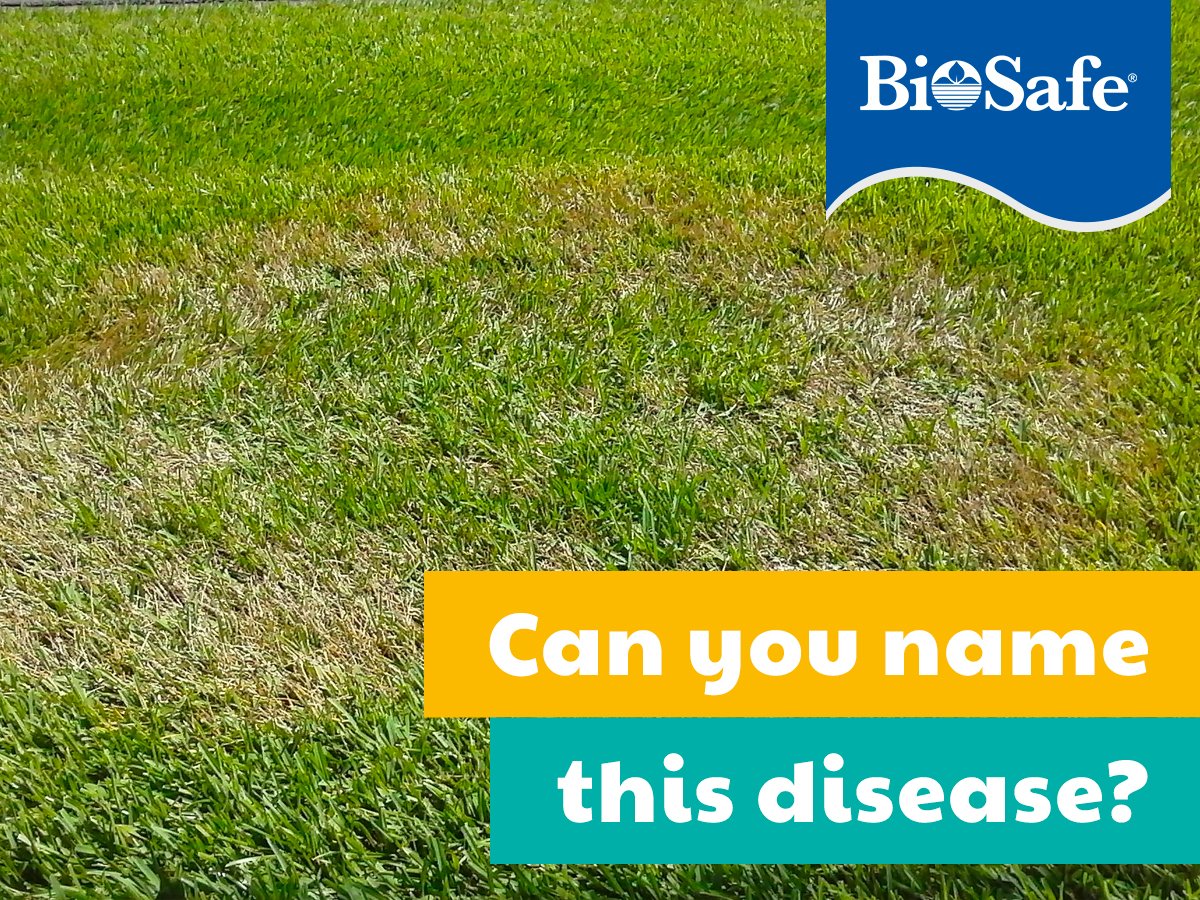 BioSafe_Garden's tweet photo. Does your lawn have patches of brown like this? Can you #NameThatDisease? Here's a hint... 👀This common and widespread problem is caused by Rhizoctonia solani #fungus.

#biosafe #lawncare #landscaping #fungus https://t.co/cSrpZe9vkP