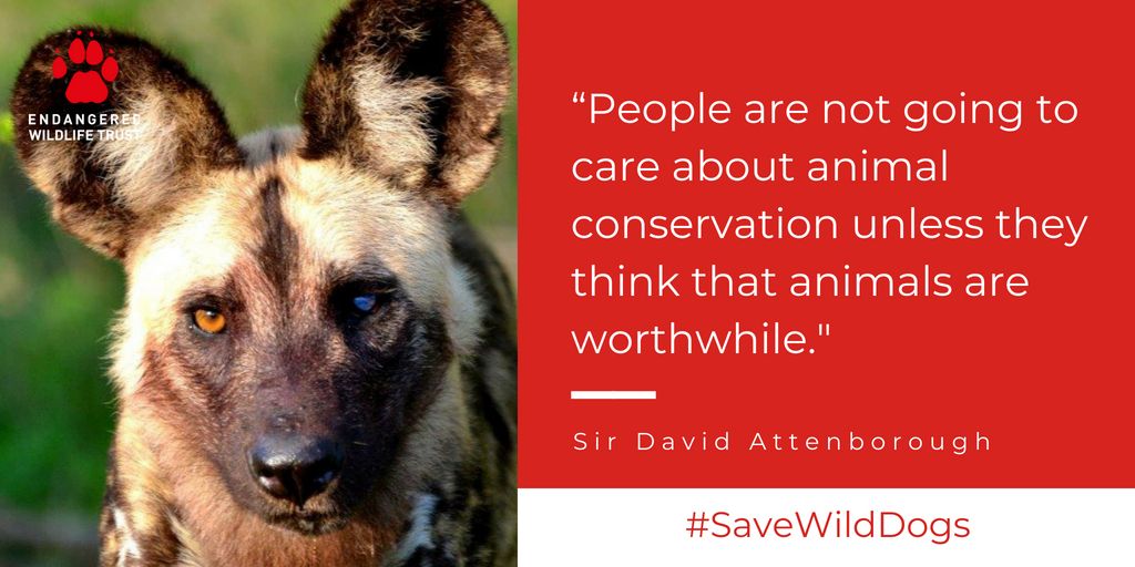 TheEWT's tweet photo. Care about the survival of the African Wild Dog? Want to make a difference? #Donate at https://t.co/sb1oXrqMBz to #SaveWildDogs https://t.co/cYbvEb9WHY