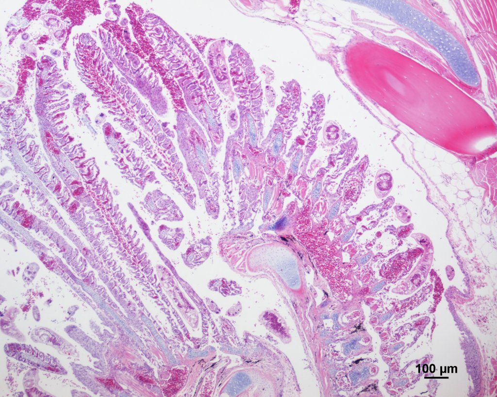FishBristol's tweet photo. Dactylogyrus sp. in Eel Gill under the microscope… https://t.co/CFmIzUT8H6 https://t.co/0GPF0xics1
