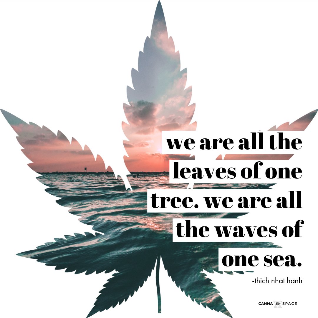 thecannaspace's tweet photo. be mindful &amp; be one🌱🌊🌿🌌🍃#mindfulness #bemindful #beone #leaves #tree #waves #sea #peace #motivation #growth #marijuana #cannabis #high #vibrations #highculture #highsociety #maryjane #weed #pot #gethigh #stayhigh https://t.co/LHk4RMOHvy
