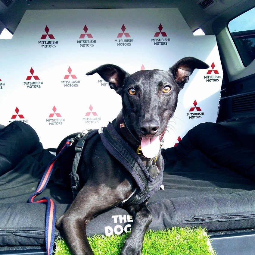 We had some fabulous entries for our competition <a href="/Countryfilelive/">BBC Countryfile Live</a> to win a luxury paw pampering weekend, but we had to pick a winner.

The crown for #HandsomeHound goes to Tommy!