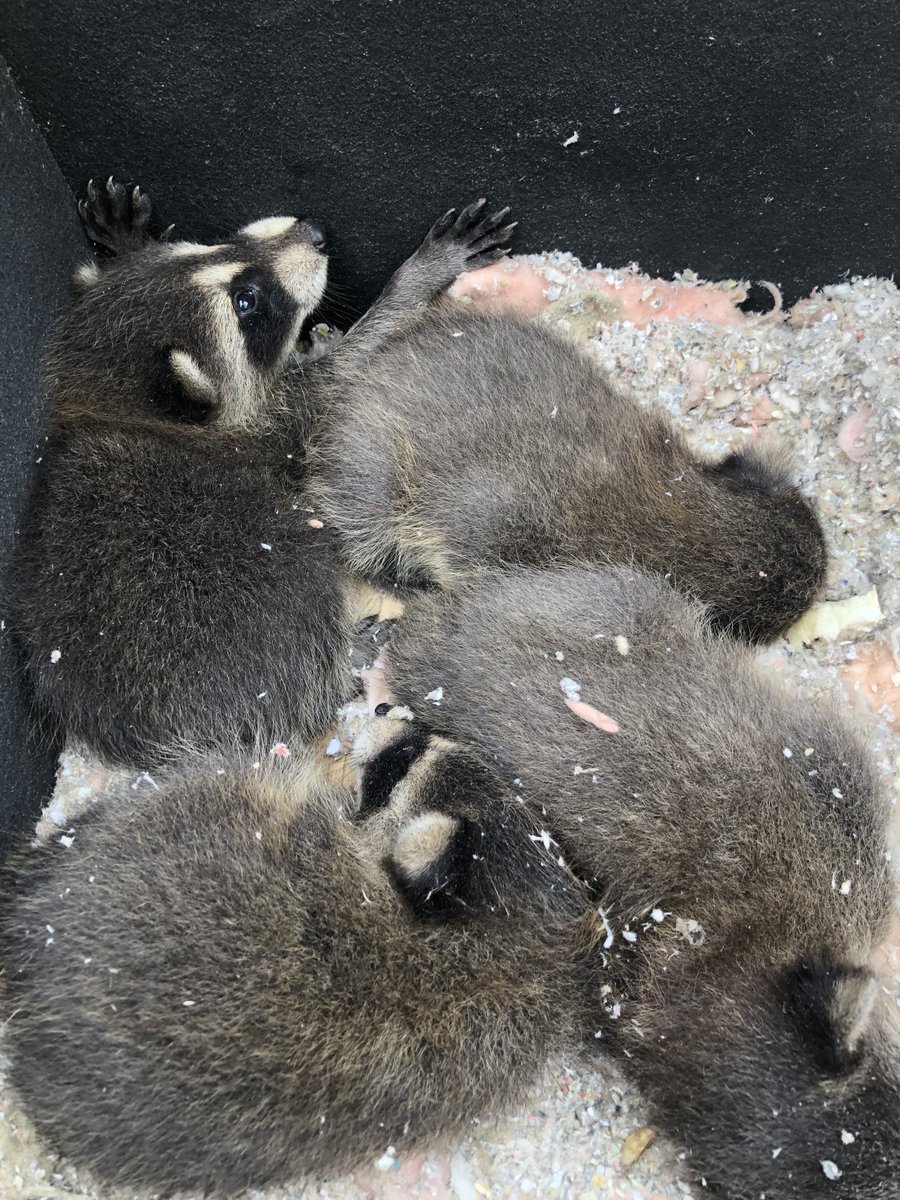 These baby raccoons (kits) where removed from deep within an attic in  Brantford Ontario - it was a tough, dark, sweaty #raccoon removal job  but it was worth the end result