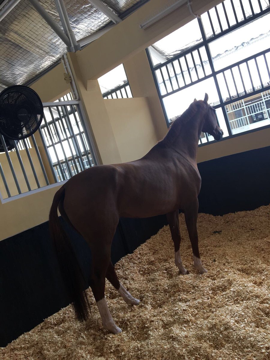 Team Hong Kong’s Eventing and Dressage horses have arrived! 💕🐎🇭🇰 #AsianGames #jakarta #TeamHKG