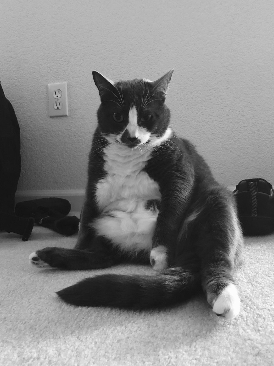 wordyogle's tweet photo. Thank you, @poorlycatdraw! Our big girl. 😻 https://t.co/uo5ZC70CKV