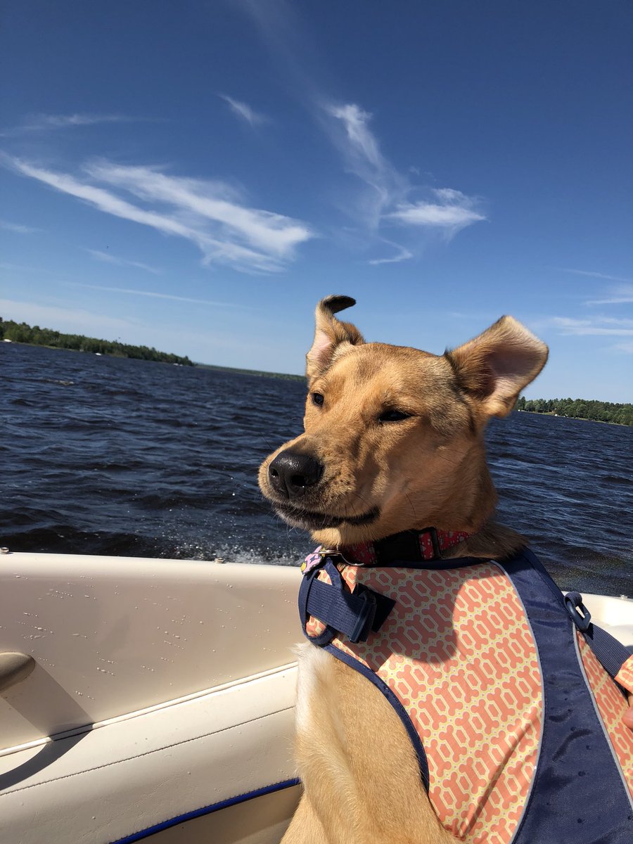 collinforeman11's tweet photo. Update: derpy and spoiled doggo https://t.co/68Odai9JIM