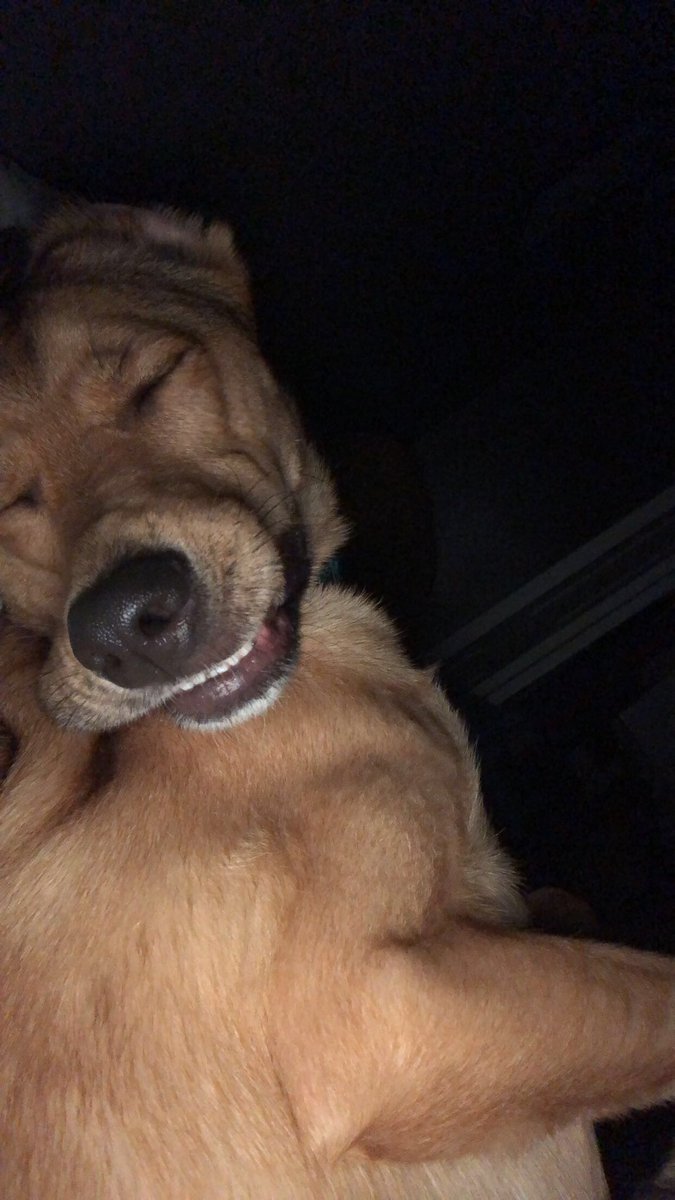 collinforeman11's tweet photo. Update: derpy and spoiled doggo https://t.co/68Odai9JIM