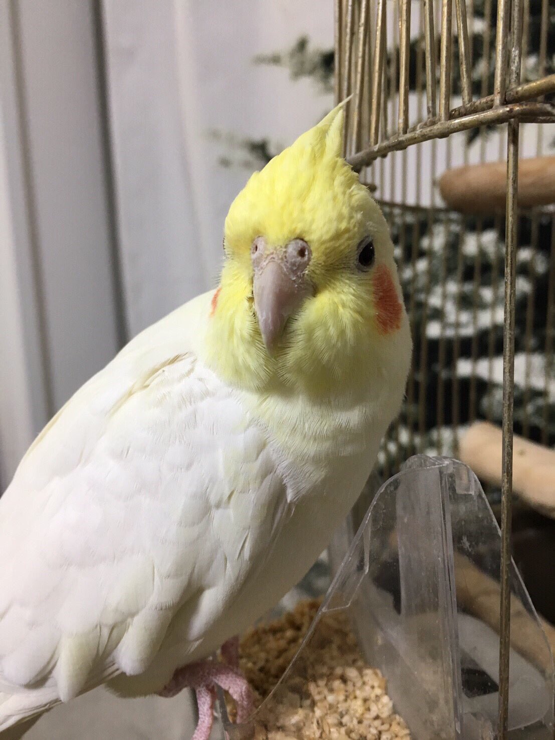 パドメ Padome4979 Twitter