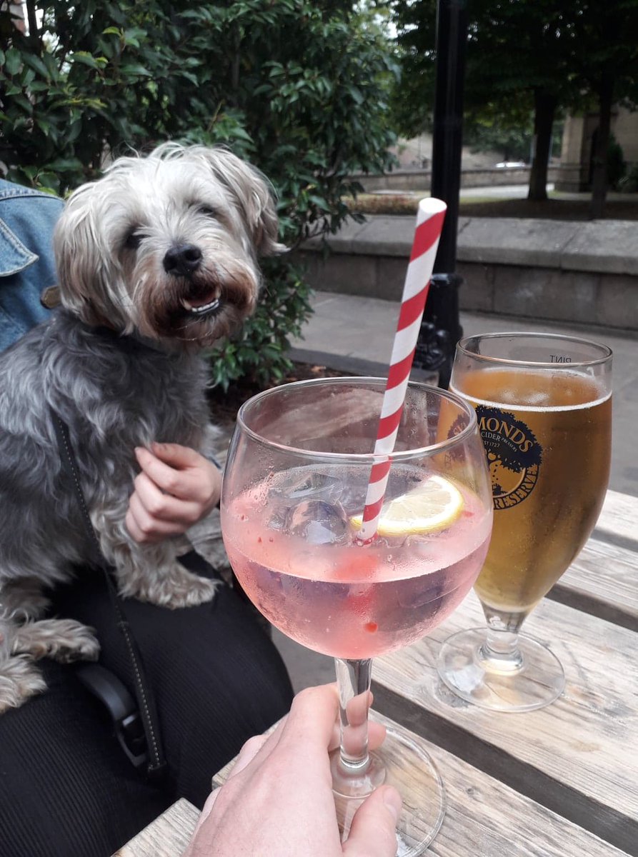 TeamHaystack's tweet photo. Bertie loves to socialise with after-work drinks at @lambandflaglds .He loves a cheeky rhubarb Gin & T (I mean who doesn't). He's got good taste ππΆ #teamhaystack #dogsoftwitter https://t.co/id9CHkHsK1