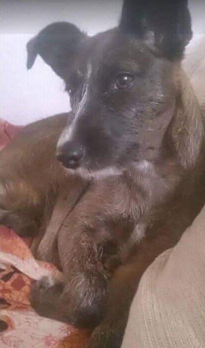 Locarconio's tweet photo. 📣📣📣
Se ha intentado todo: refugios y asociaciones, personas buscando perro, pero nadie le hace un hueco a ella.
¿Alguien quiere darle un hogar a Chica? El viernes es la fecha límite y la llevarán a la perrera.

#SosAnimales
#PartidoPACMA
#Animalistas
#Adopcionperros https://t.co/GyfCnS0BV9