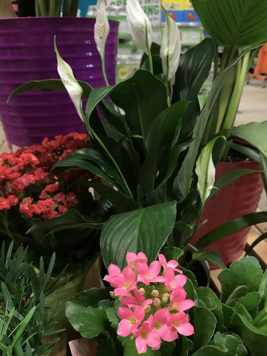 susan_plog's tweet photo. Welcome #BackToSchool2018 #ClassroomPlant #DormDecorating #TeachersPet thank you #BusDriver @KurtWeissGH @HomeDepot https://t.co/9kSjjq1Wfe