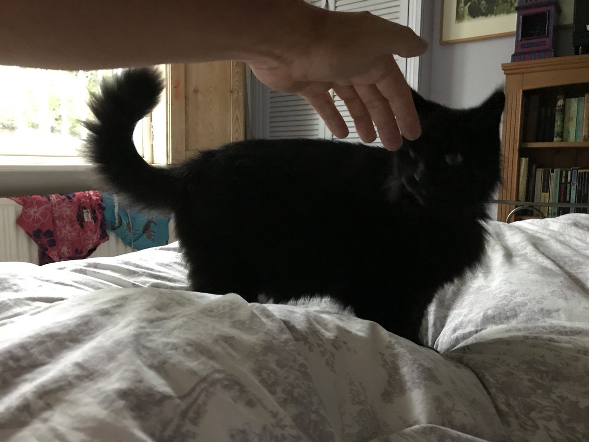 MKtheblackcat's tweet photo. I really HATE to admit it BUT I am secretly rather PLEASED that the humans are back from HOLIDAY. I even SAT on the bed with the MALE.  #blackcat #catsontwitter  #cat #catonthebed https://t.co/NeWD4v4q2m