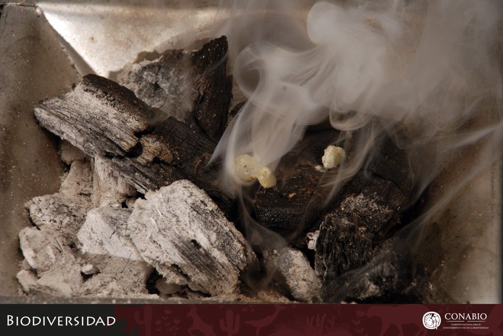 SEMARNAT_mx's tweet photo. Desde la época prehispánica, las resinas olorosas mexicanas del #copal han aromatizado rituales y temazcales. Son conocidas como #copalli, voz náhuatl que se refiere a la especie vegetal bursera de la que se aprovechan en México más de 20 especies.⭐️ https://t.co/frTOuY5c8K. 🌳 https://t.co/ihTYOrYNh9