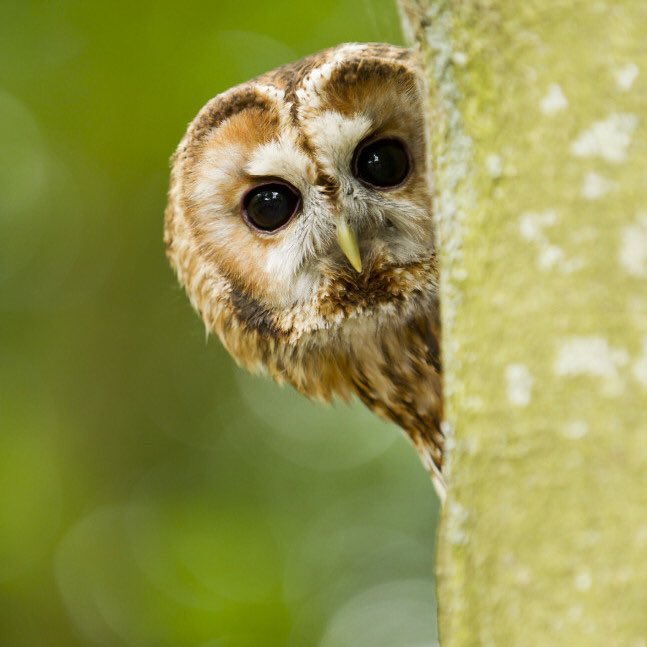 Let's have 1,000 RTs for British Tawny Owls! 

We need YOUR HELP PLEASE to reach as many wonderful volunteers as possible that will make a difference by taking part in this @_BTO survey. 

EVERY RT HELPS! 
Thank you 😊👇

bto.org/volunteer-surv…