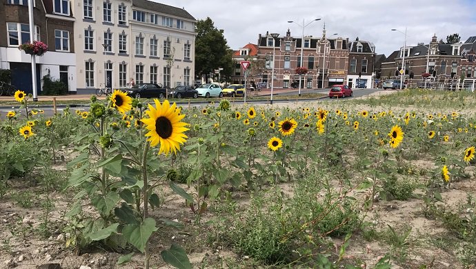 Het was even spannend of ze het zouden doen, maar inmiddels worden het er elke dag meer 😍🌻 Heb jij de zonnebloemen van <a href="/DelftBloeit/">Stichting DelftBloeit</a> naast station #Delft al gespot? bit.ly/2OzXBtv