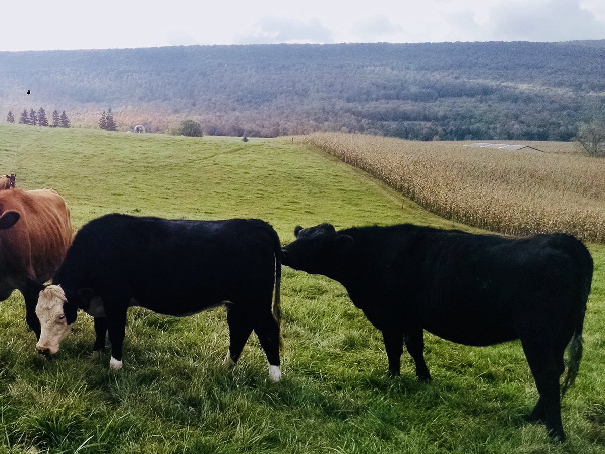 HappyValleyMeat's tweet image. Welfare Promise #4: Freedom to Express Normal Behavior. Whatever that might be... You do you buddy. #itsnormal #justcows