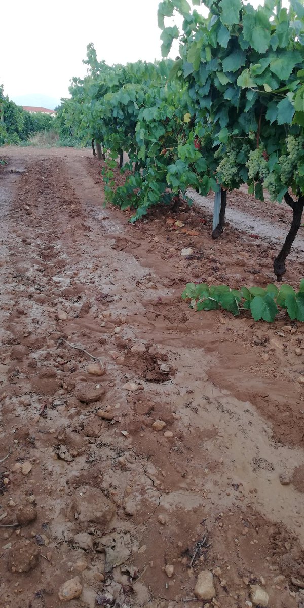 AgroMapping tweet media