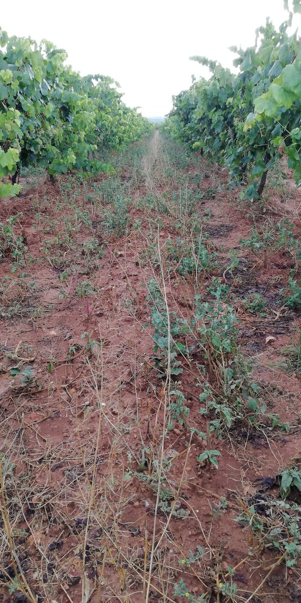 AgroMapping tweet media