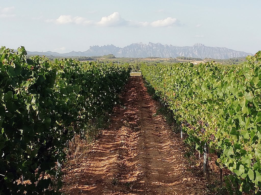 AgroMapping tweet media