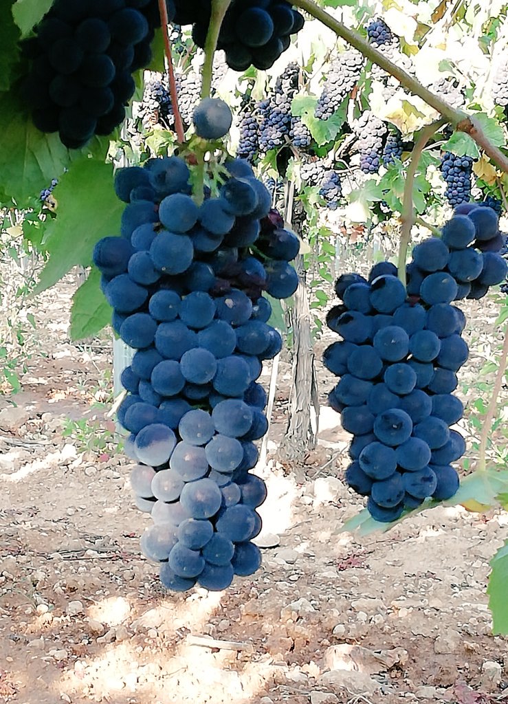 AgroMapping tweet media