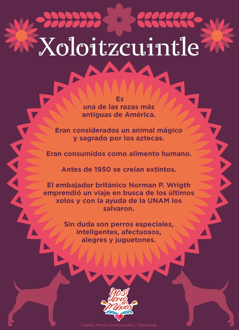 🐾🐾¿Cómo no amarlos? 😍🐶 #FelizMartes 
#Xoloitzcuintles 🇲🇽❤️