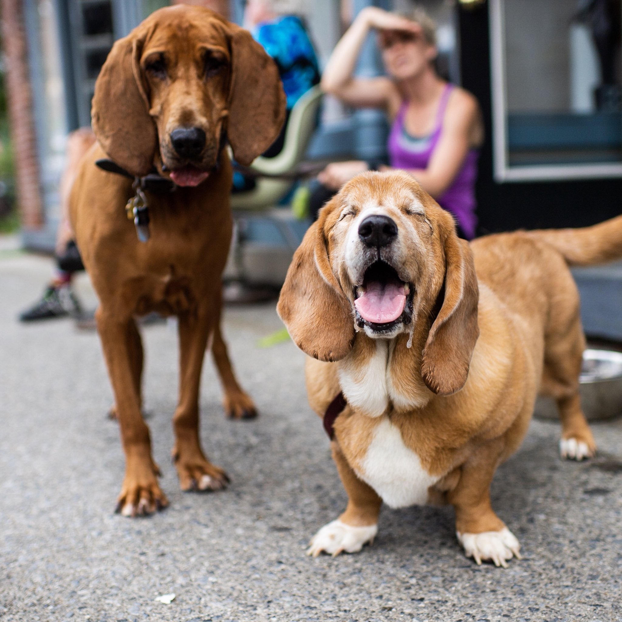Basset bloodhound cheap mix