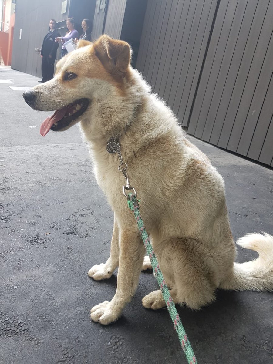 Ayer rescatamos a este amigo en la Condesa, en Saltillo esq. con Nuevo León. Parece ser de casa, trae las uñas cortas y tiene 4-5 años. Si alguien lo conoce ayúdenme por favor a contactar a sus dueños o a encontrarle casa <a href="/MascotasSismo/">Mascotas Sismo</a> #AdoptaNoCompres #rescataaunperro