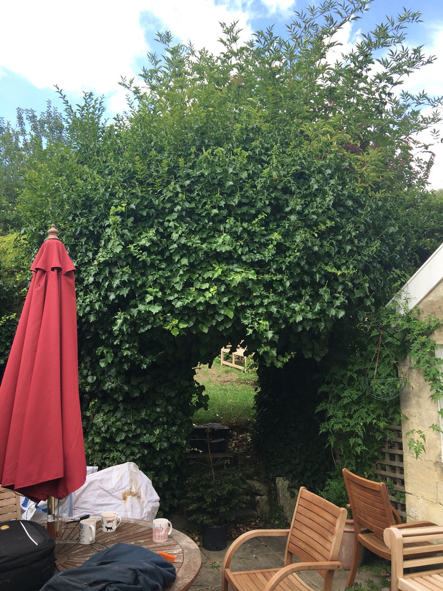 thebathgardener's tweet photo. Literally battling #Ivygate today but we did uncover even more garden! #gardenclearance #GardensHour https://t.co/KT1SgJKNoC