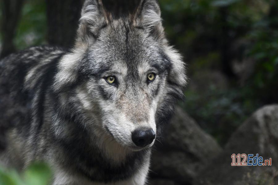 🚨 Wolf op voorhand niet doodschieten maar grondeigenaren financieel ondersteunen 112.press/QfsnjY 112Ede https://t.co/wtt26nypml