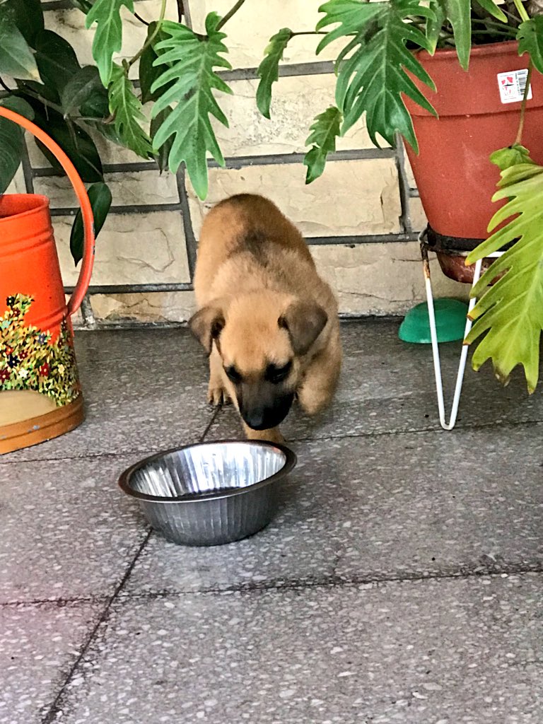 carocicare's tweet photo. Abandonaron tres cachorritos en la esquina de casa y no los puedo tenerr, por favor difundan 🙏🏼. (Bernal) https://t.co/YYjxIXXsIY
