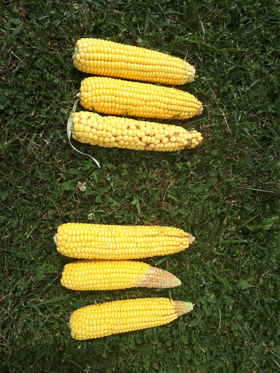 Chadd Taylor tweet media