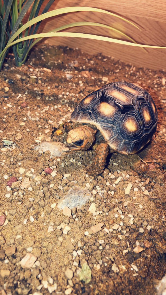 LibbiChapman's tweet photo. He is just the cutest☺️ https://t.co/Jcf3JwoBue