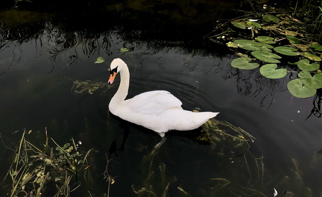 Life on @waterwaysirelan @VisitPortumna @TourismIreland #shannon @opwireland