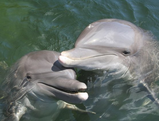 VisitIslamorada's tweet photo. @VISITFLORIDA A7: Itโs worth it to splurge on experiences when you are making lasting memories! #TheateroftheSea #DolphinsPlus #FLTravelChat https://t.co/oyb2R7vGrN