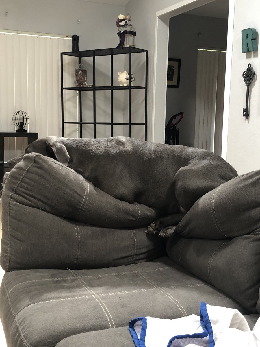 SpideyShady's tweet photo. Whether it’s by my side while i stream or laying with me on the couch My dog, Harley Quinn, is the best at blending in #gamerdog #prettypup #ilovemypups #streambuddy #shelovesdaddy #ourguardian #alwaysadopt #twitchstreamer #twitchtv #doggydogday #SupportSmallerStreams #myprecious https://t.co/MMQ6AcPV5B