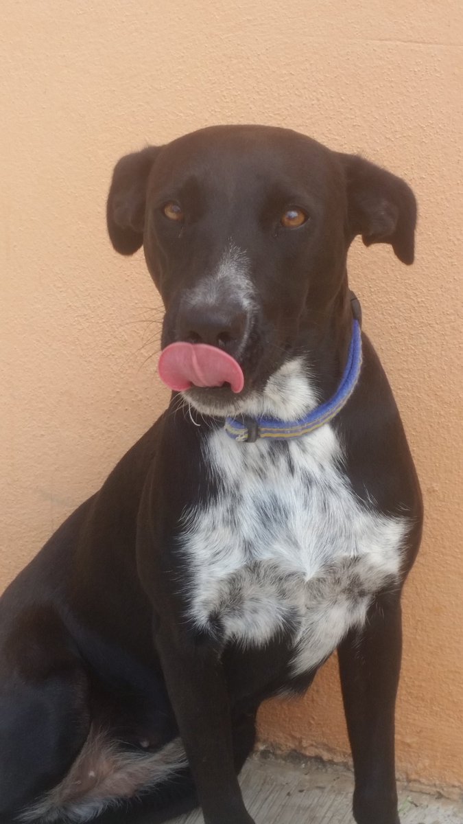 meerceedees87's tweet photo. #MiMascotaEnacuentameloYa  @CuentameloYaOf #MiNegrita https://t.co/eVo4fmcuOp
