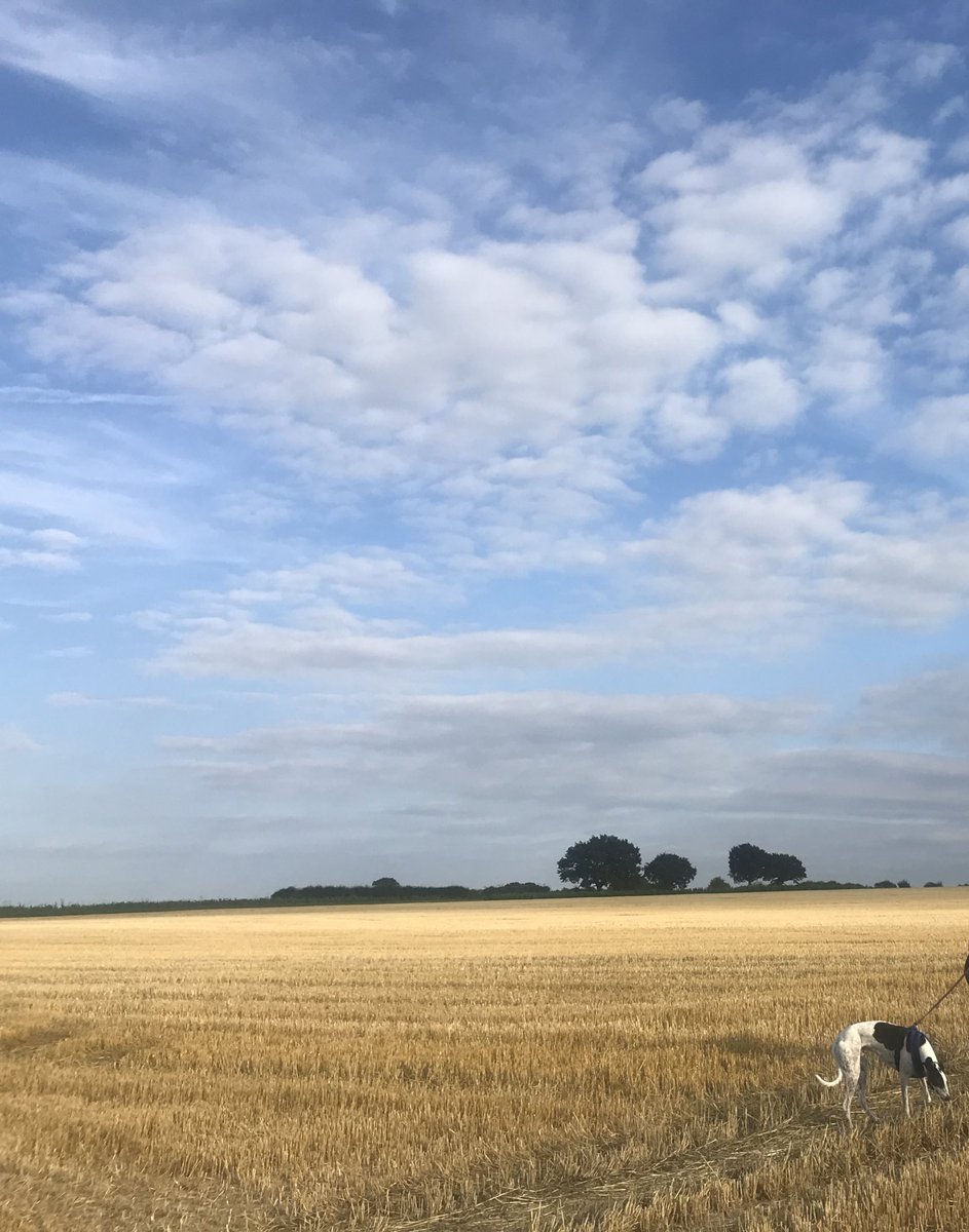 grainne_daniels's tweet image. Day14:  did not want to exercise today- can’t emphasise that enough. But made myself head out and the view over my 5k was worth it in the end #AHPsActive #practicewhatIpreach #physiogoals #notjustforphysicalhealth #runningformentalhealth