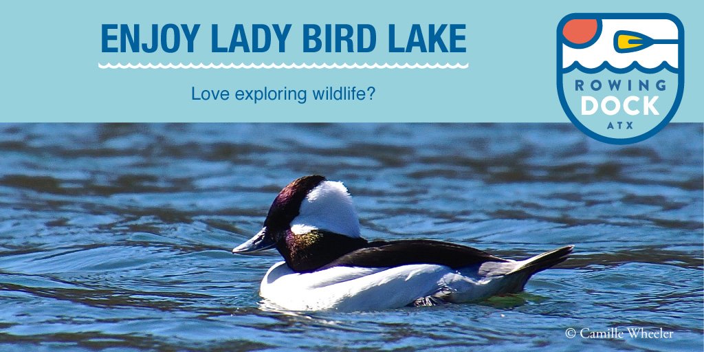 Lady Bird Lake is known for the 🐟 and 🐢 but there are over a hundred types of birds that can be seen regularly on the lake. Learn more here, and see which ones you can spot around Rowing Dock! 👉 bit.ly/2DPuSjG #LadyBirdLakeTuesday #LadyBirdBirds