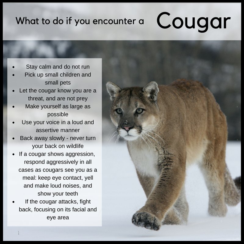While we always make sure to emphasize that #cougar attacks are extremely rare, it is important to know how to react in the event of an encounter. 

For more information on cougars in #BC, visit wildsafebc.com/cougar/.