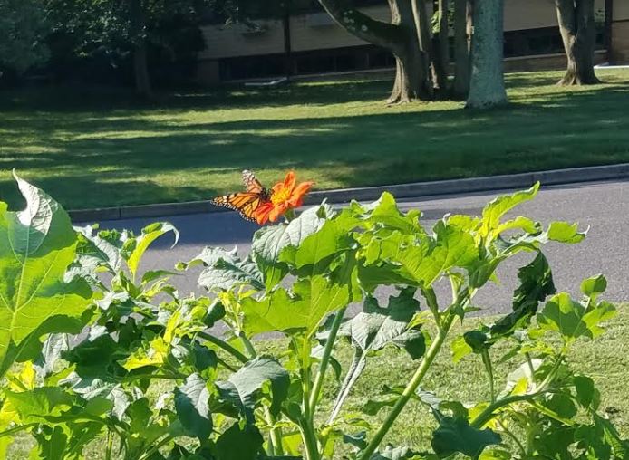 LBPublicLibrary's tweet photo. Butterflies and books...perfect together! #ButterflyGarden #LibraryGarden #LibraryLife #LongBranchNJ #VisitLongBranch #Elberon
https://t.co/RBKXG6VMoY https://t.co/MMUOKX9NVI